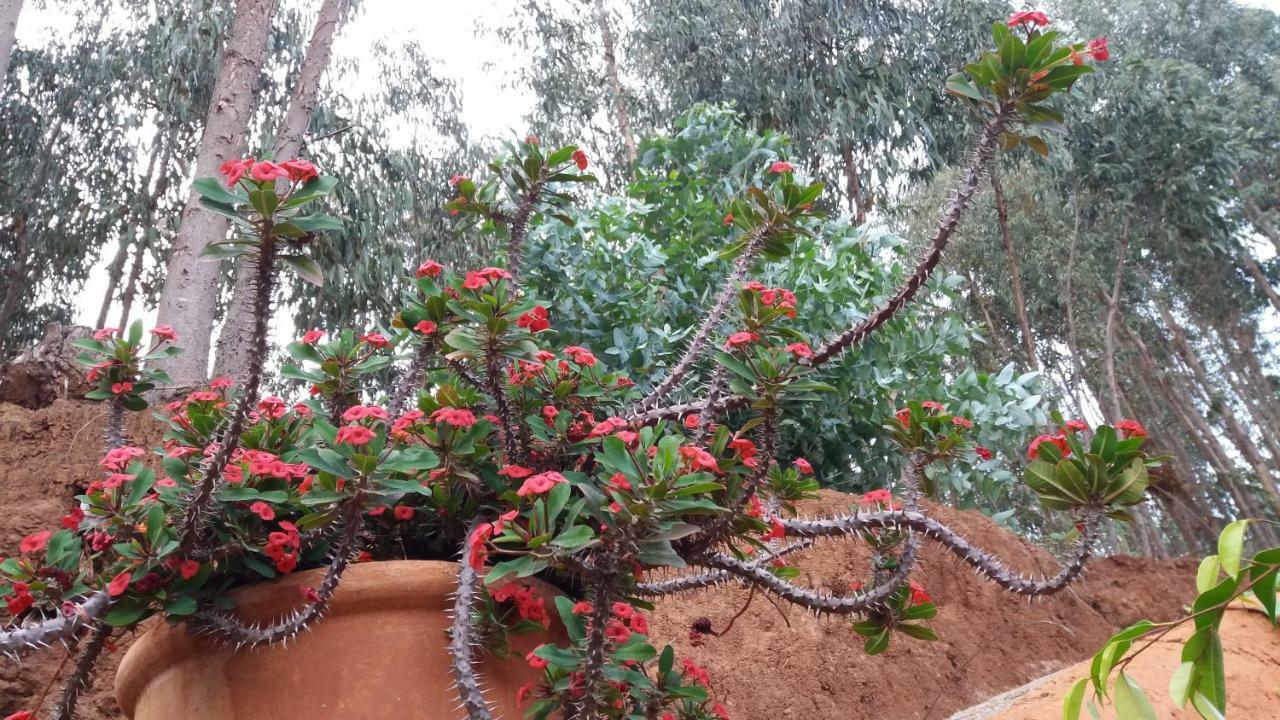 Barrancolaurel Villa Moya  Buitenkant foto